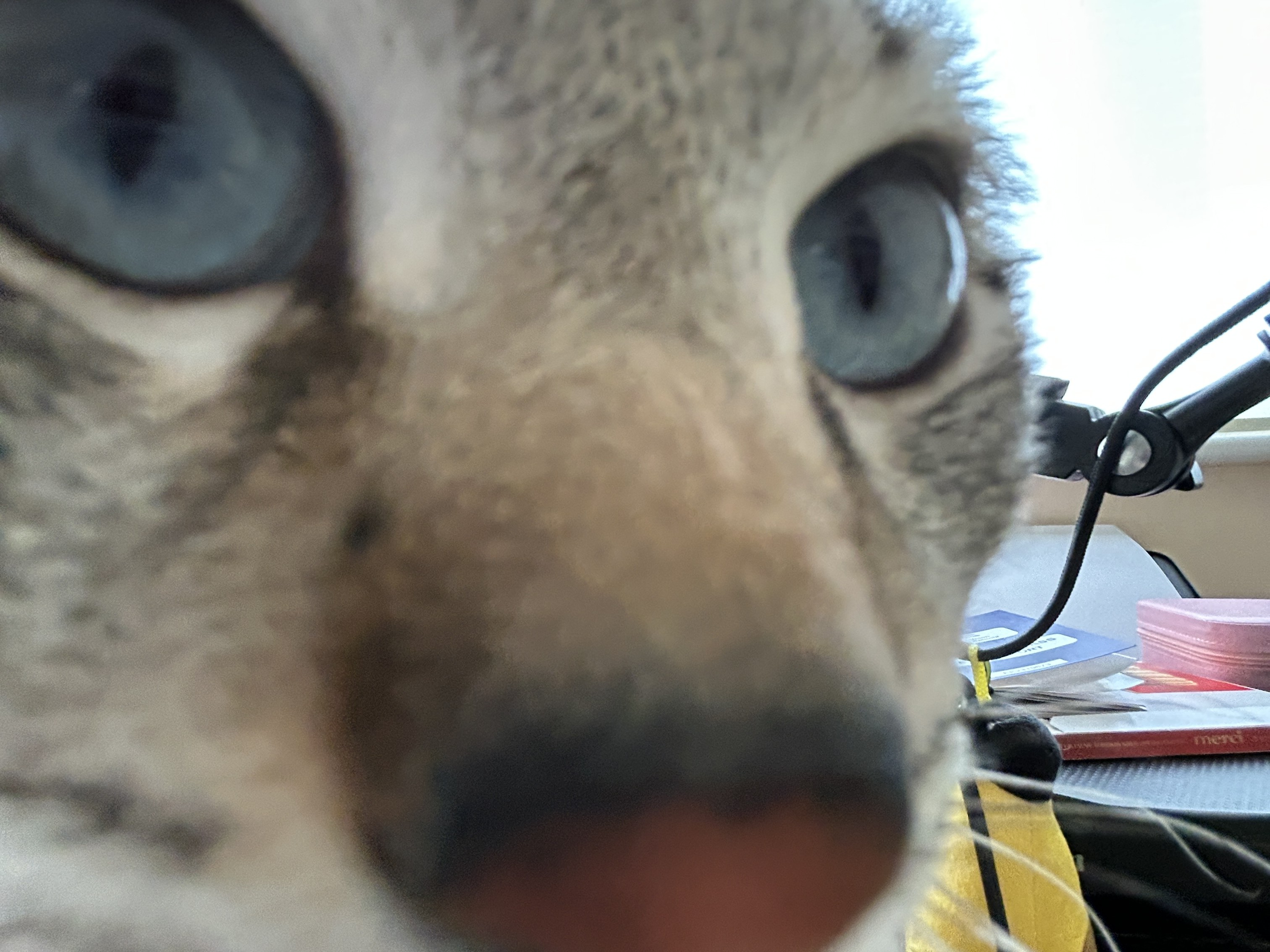 Minister of Regional Affairs Art